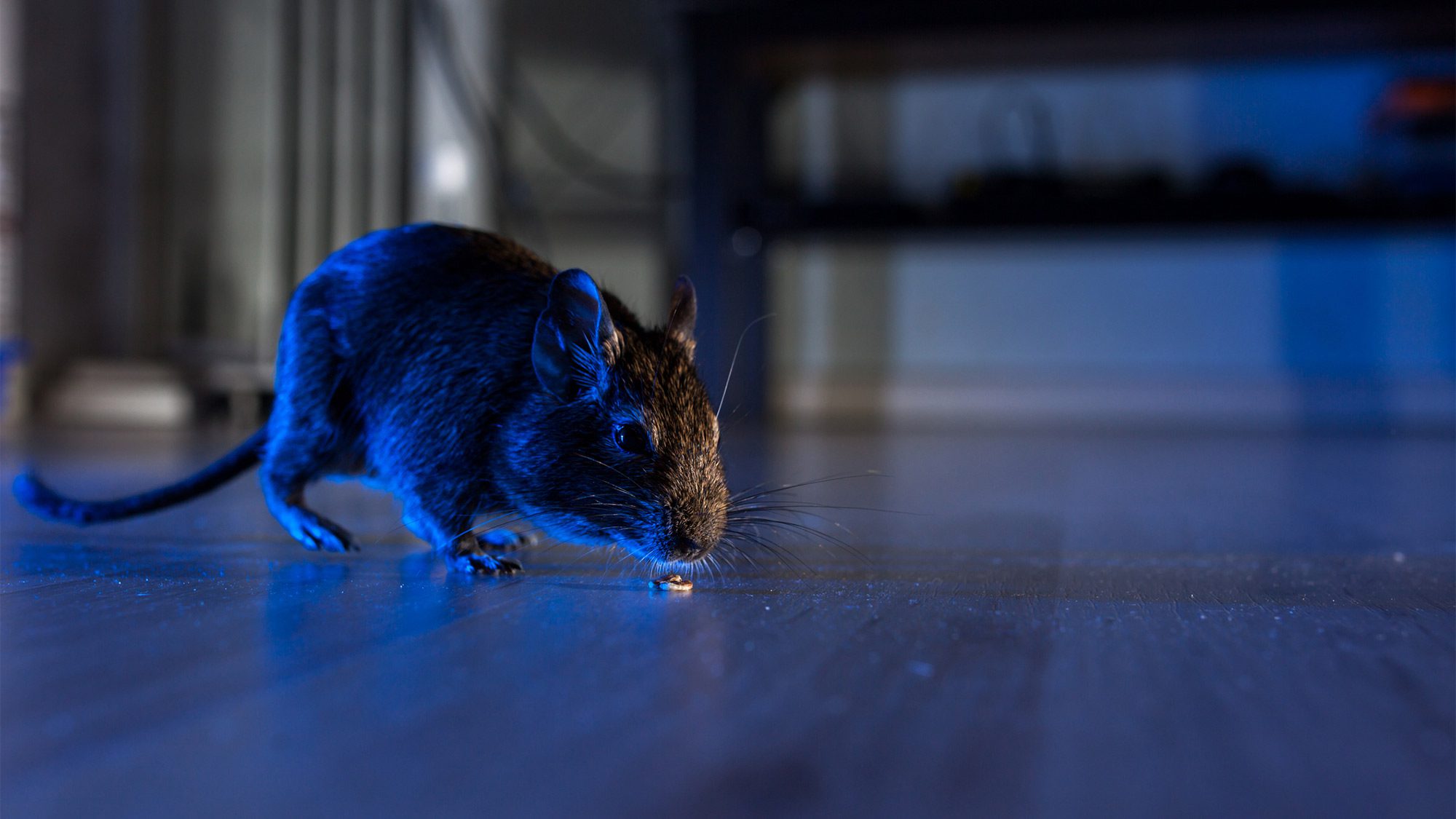6 Things You Didn't Know Are Attracting Rats to Your Home