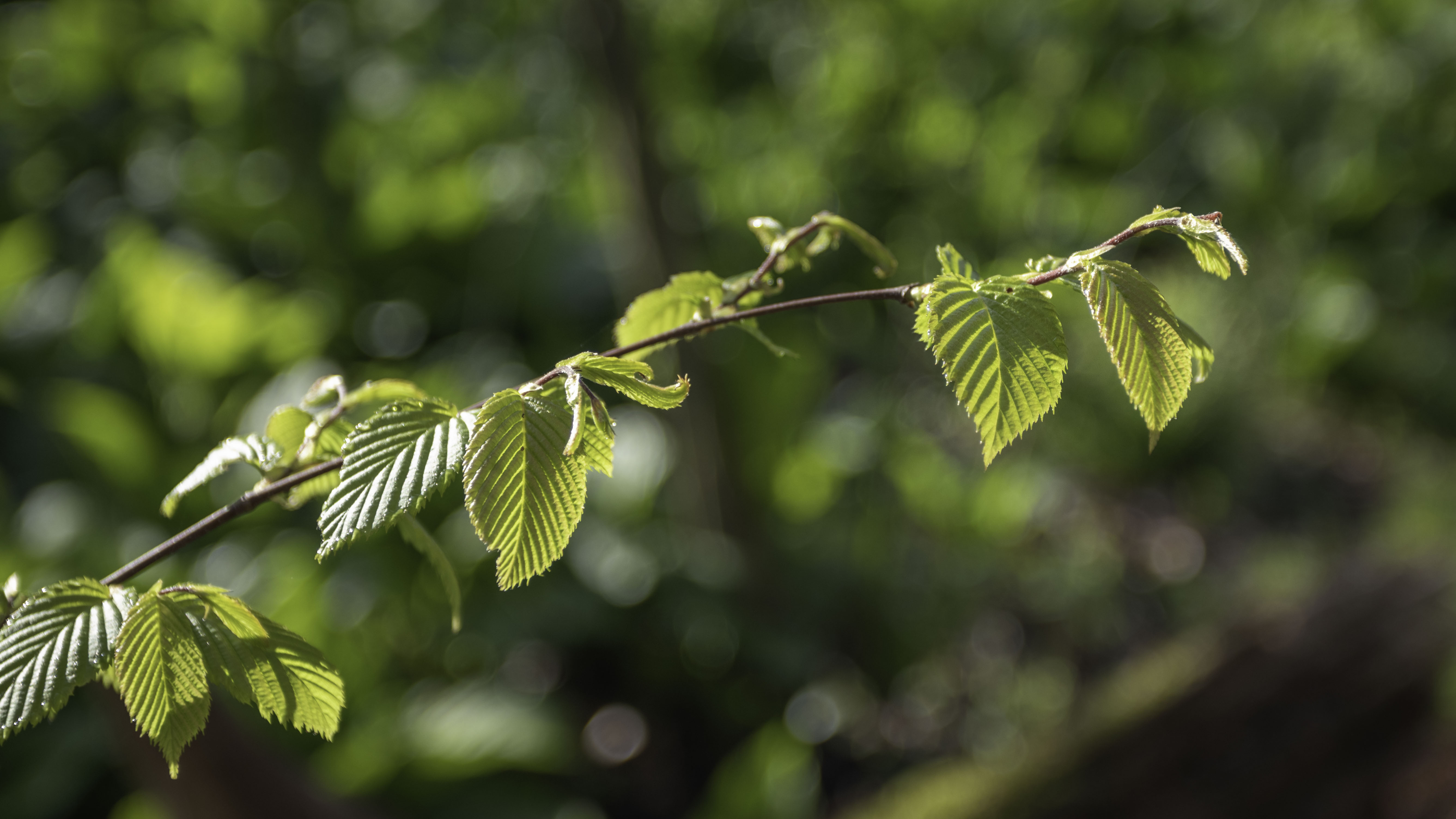 A Spring Morning along Honey Creek Photography by Rodney Martin