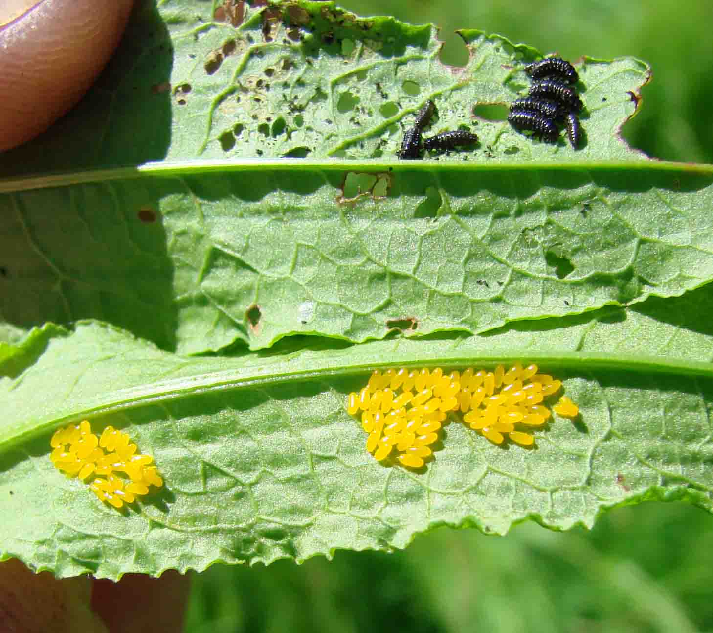List 94+ Images What Do Fruit Fly Eggs Look Like Superb