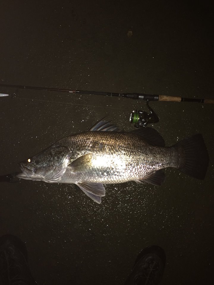 夜間撮影のアカメから綺麗に墨風魚拓！ | Re:Fish デジタル魚拓