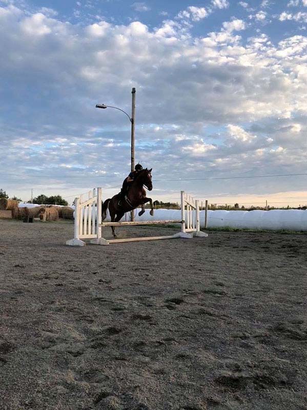 Reaching Strides Equestrian Centre School Horses