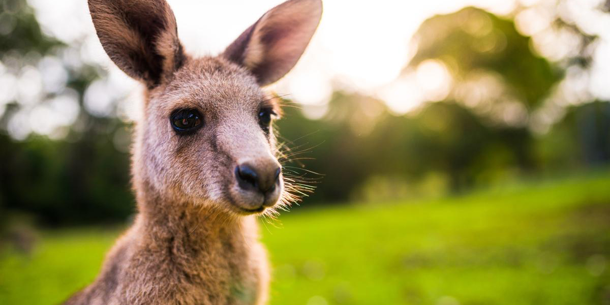 RiaW 144 Skippy The Bush Kangaroo Review Read it and Weep