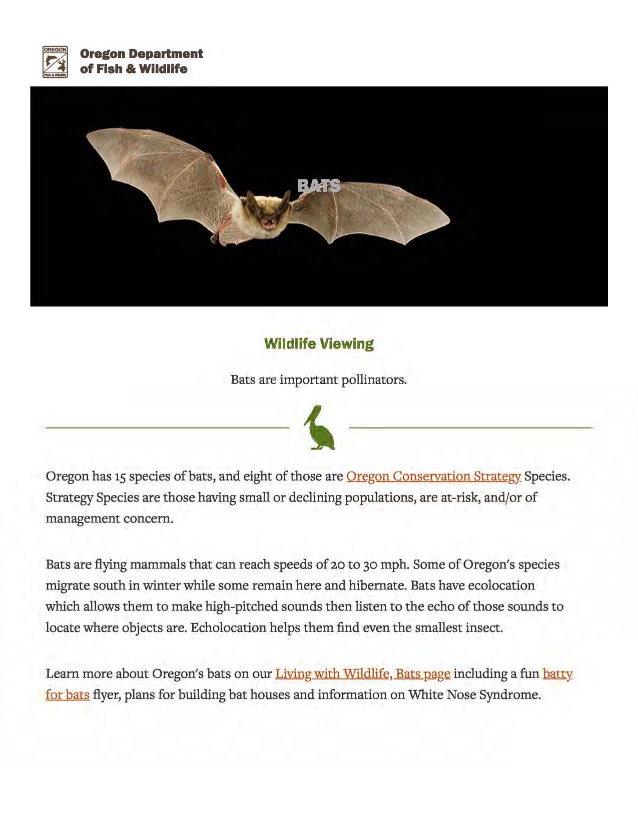 Bats in Oregon eClips Extra