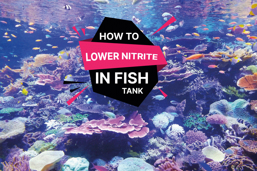 How To Lower Nitrite In Fish Tank 5 Steps To Taking Care Of Your Fish