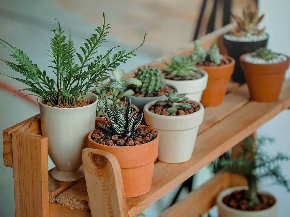 How to plant your plants