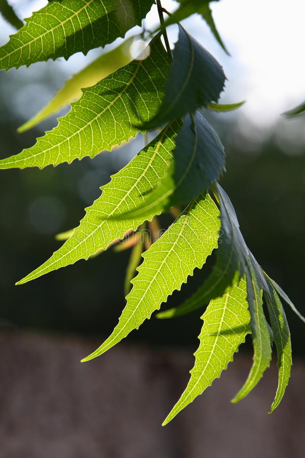 Benefits of Neem Liver, Stomach, Teeth and skin keeps Healthy