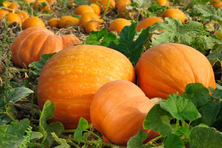 Growing pumpkins & calabaza in Florida Read Gardens