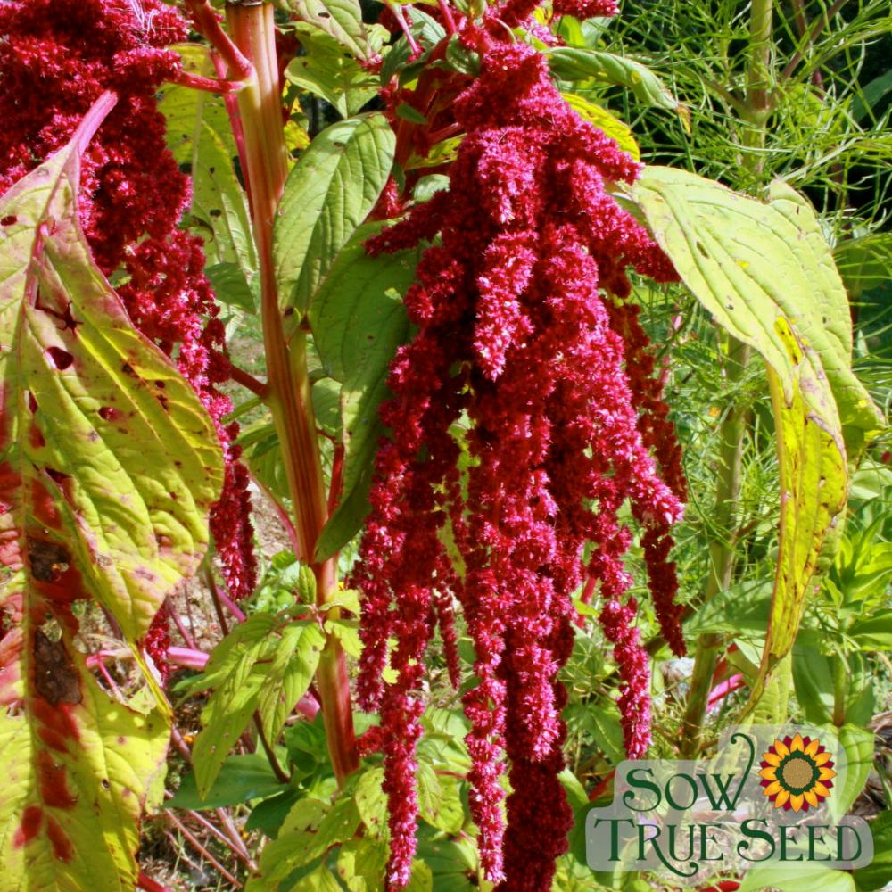 How to grow amaranth in Florida Read Gardens