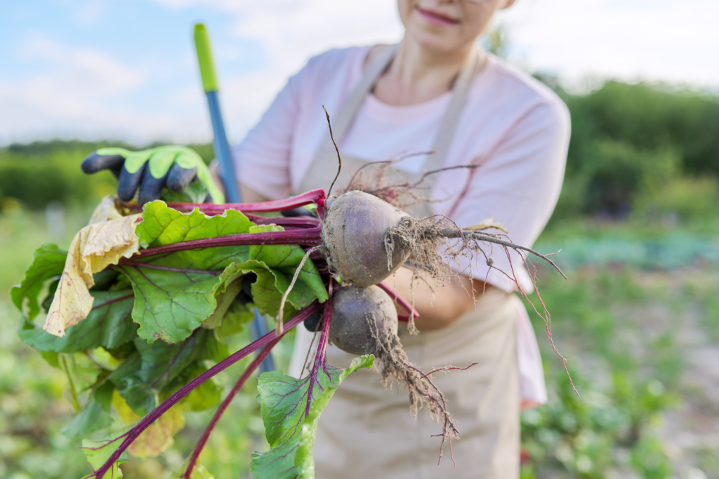 How to grow beets in Florida Read Gardens