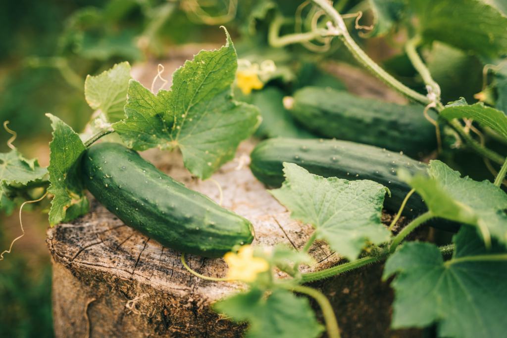 How to grow cucumbers in Florida Read Gardens