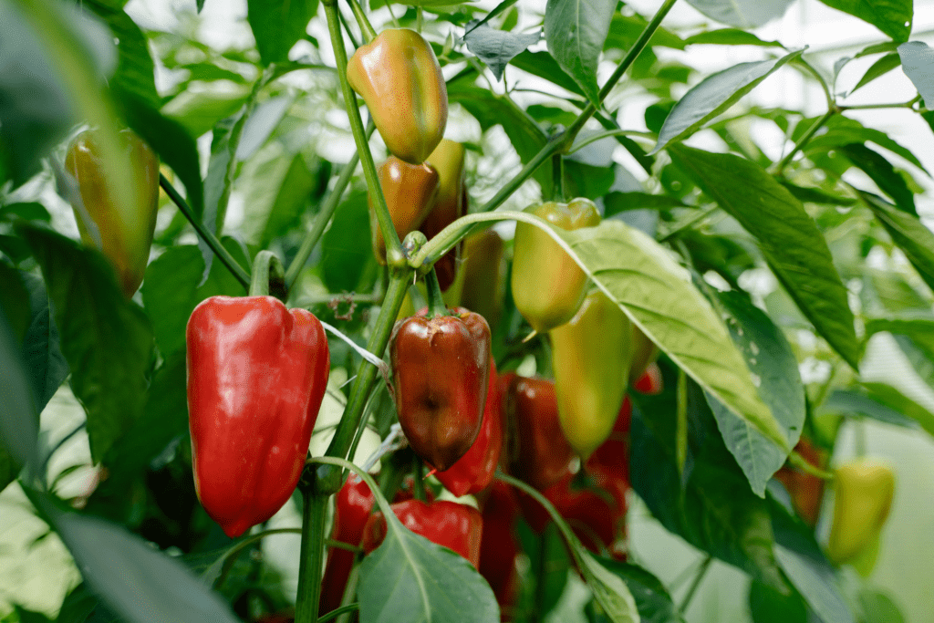 How to grow peppers in Florida Read Gardens