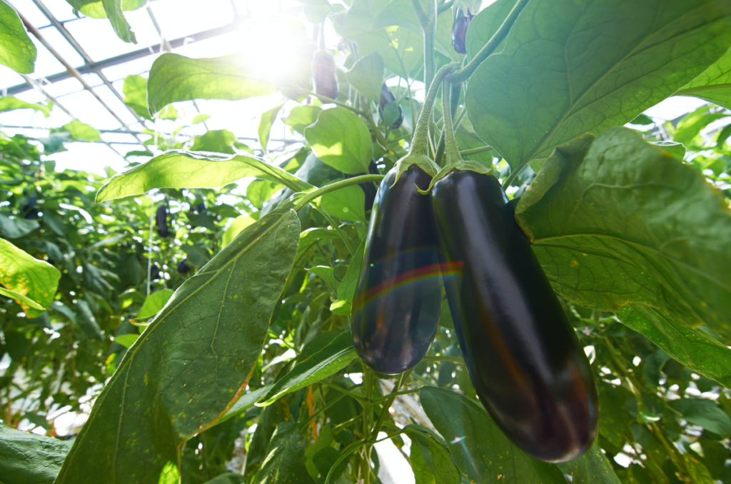 How to grow Eggplant in Florida Read Gardens