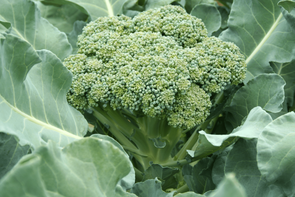 How to grow broccoli in Florida Read Gardens