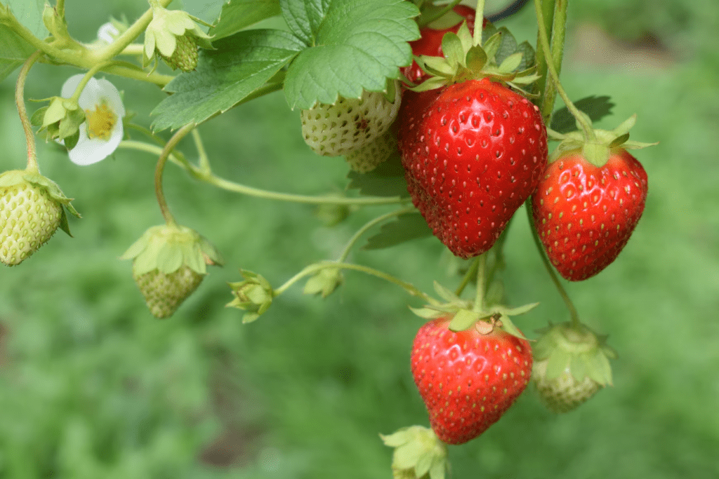How to grow strawberries in Florida Read Gardens