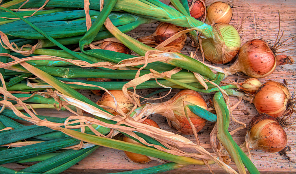 How to grow onions in Florida Read Gardens