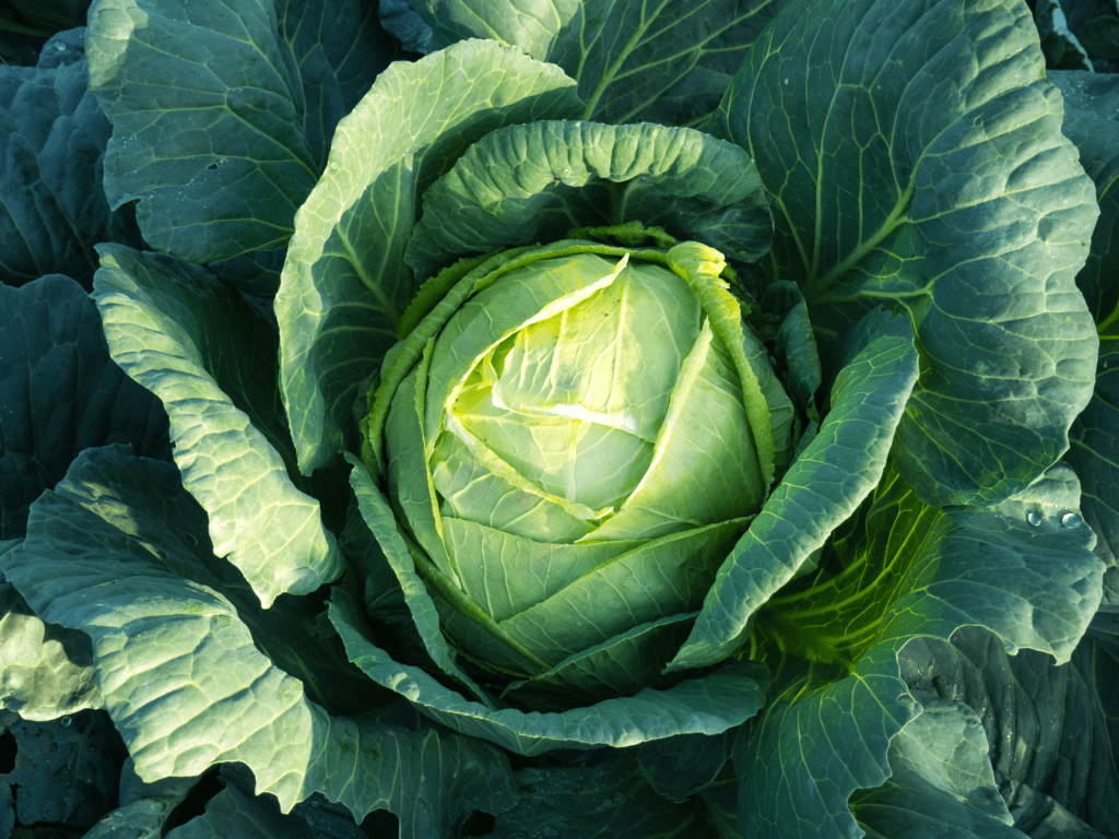 How to grow cabbage in Florida Read Gardens