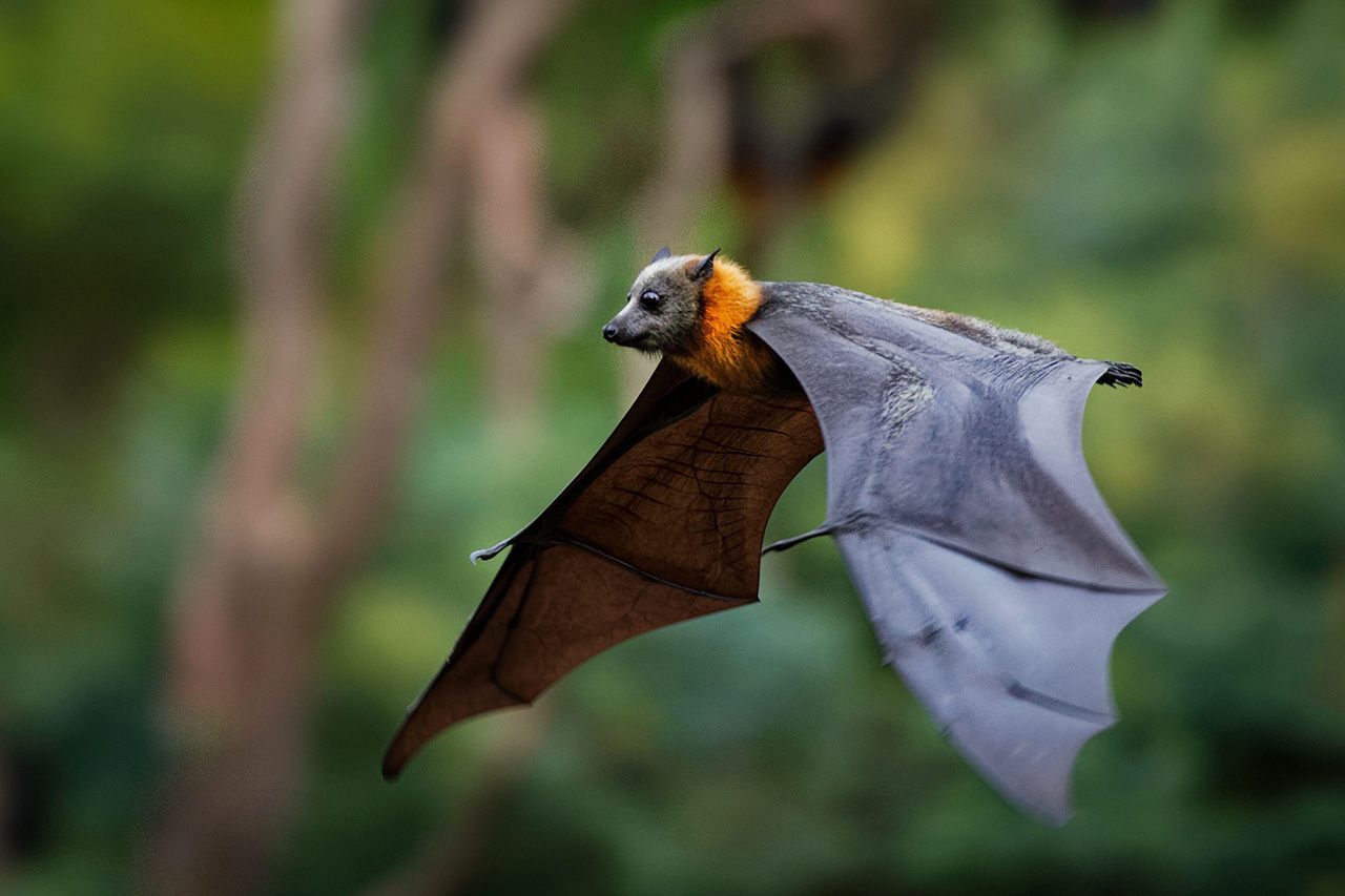 Bats, The Mammals With Wings Readingdom