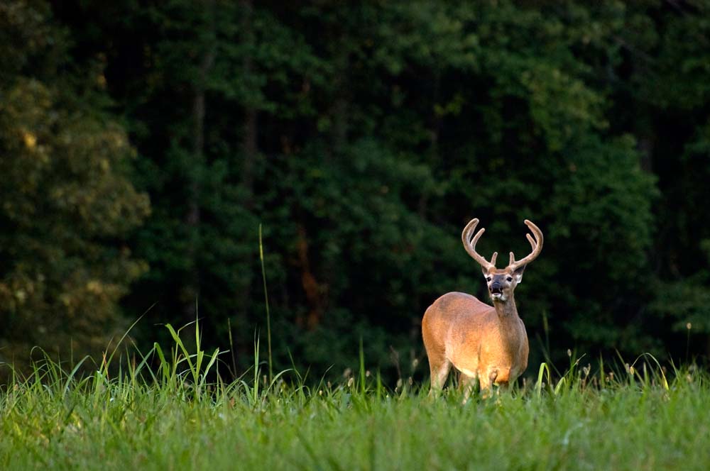 Pennsylvania Hunting & Private Game Lands Famous Reading Outdoors