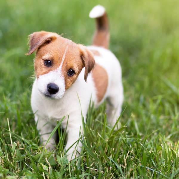 Readlyn Veterinary Associates Fullservice mixed animal clinic