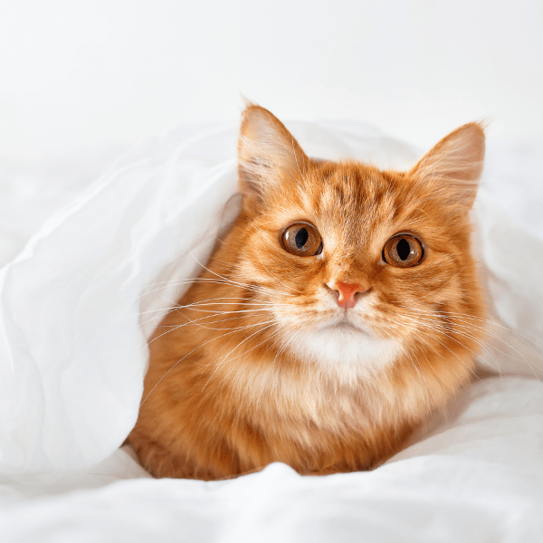 About Readlyn Veterinary Associates