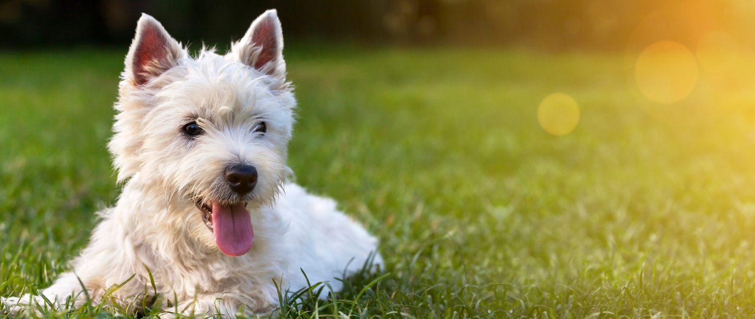 Readlyn Veterinary Associates Fullservice mixed animal clinic