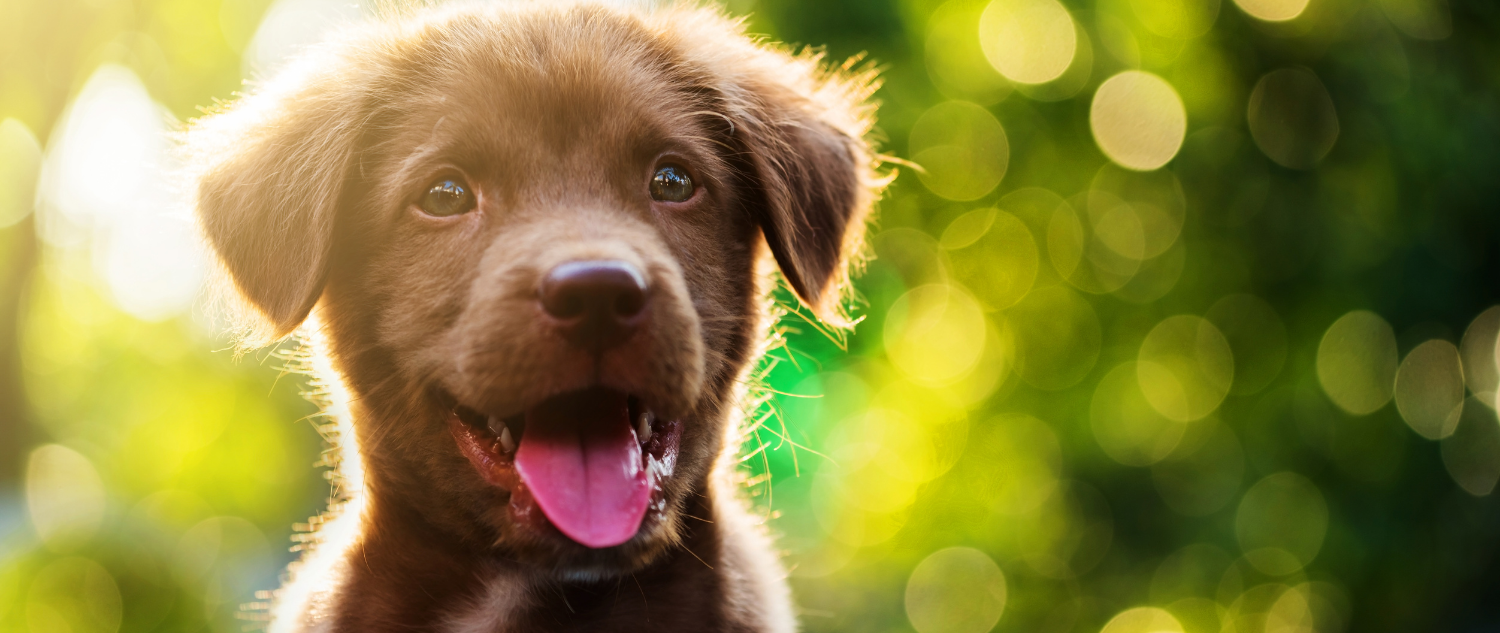 Readlyn Veterinary Associates Fullservice mixed animal clinic