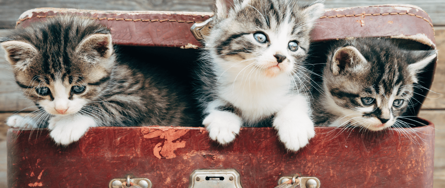 Readlyn Veterinary Associates Fullservice mixed animal clinic