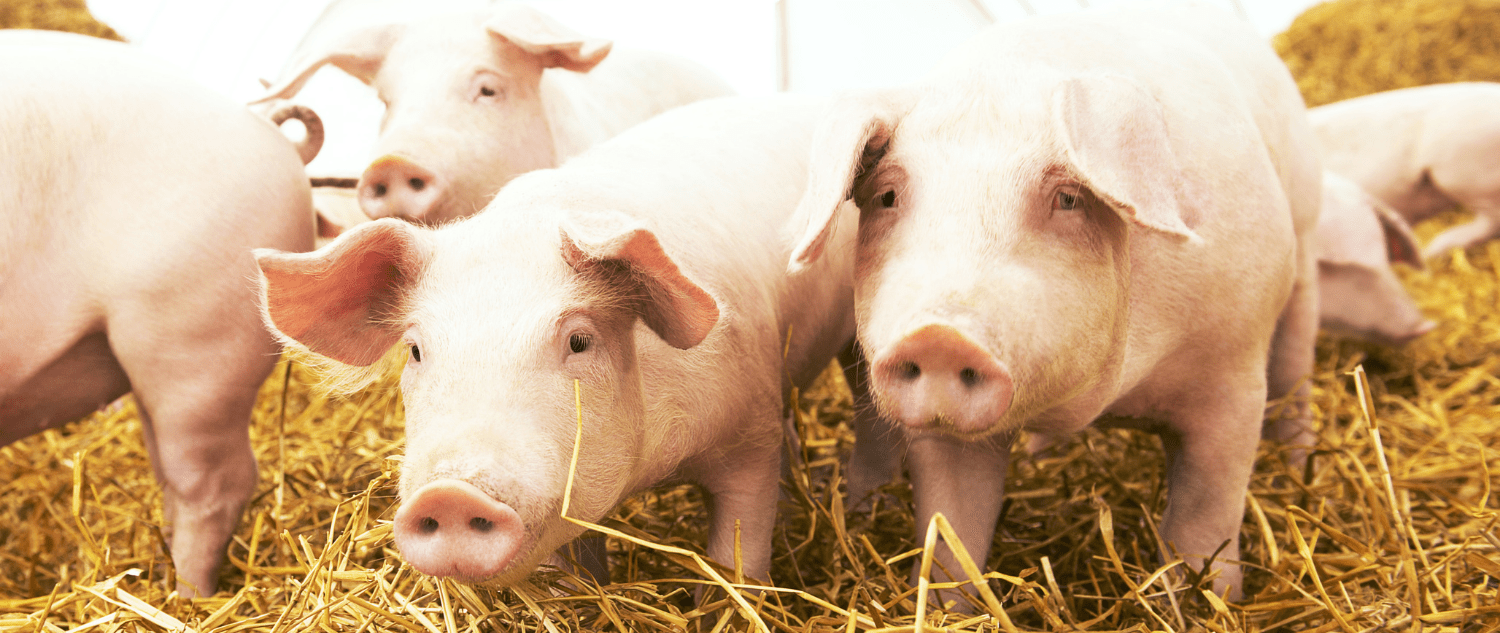 Readlyn Veterinary Associates Fullservice mixed animal clinic