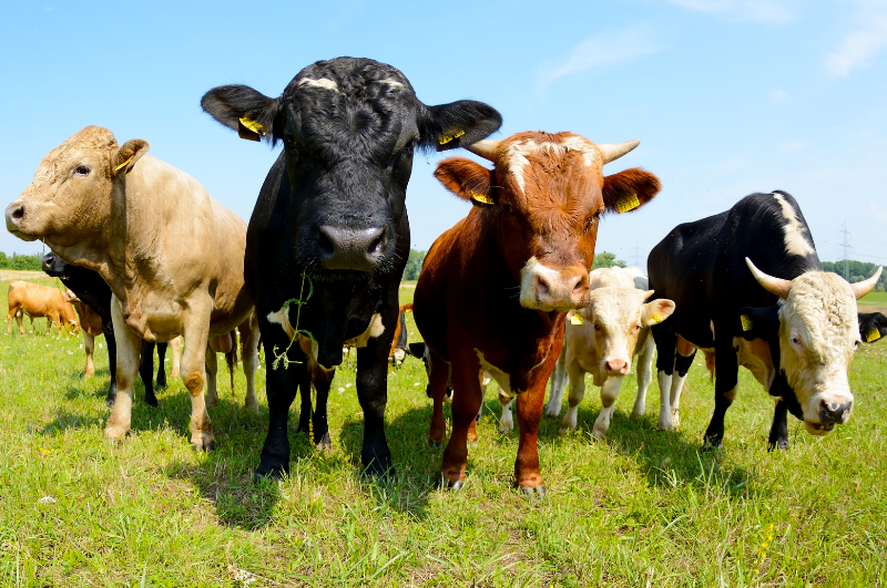 Readlyn Veterinary Associates Fullservice mixed animal clinic