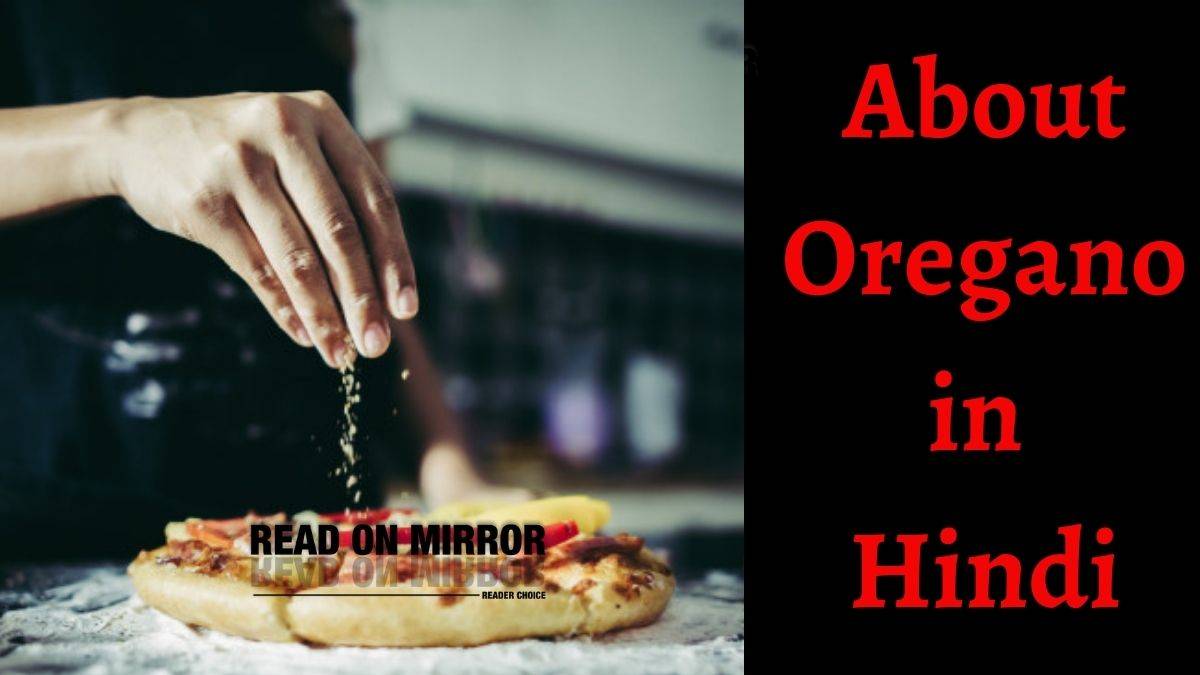 Oregano क्या है? ओरिगैनो के 16 फायदे Oregano Meaning in Hindi