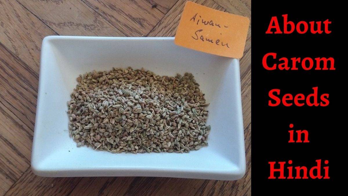 अजवाइन के 21 लाजवाब फायदे। About Carom Seeds in Hindi