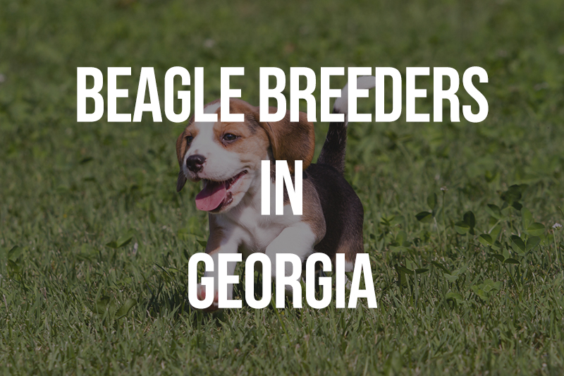 7 Beagle Breeders in GA Puppies for Sale