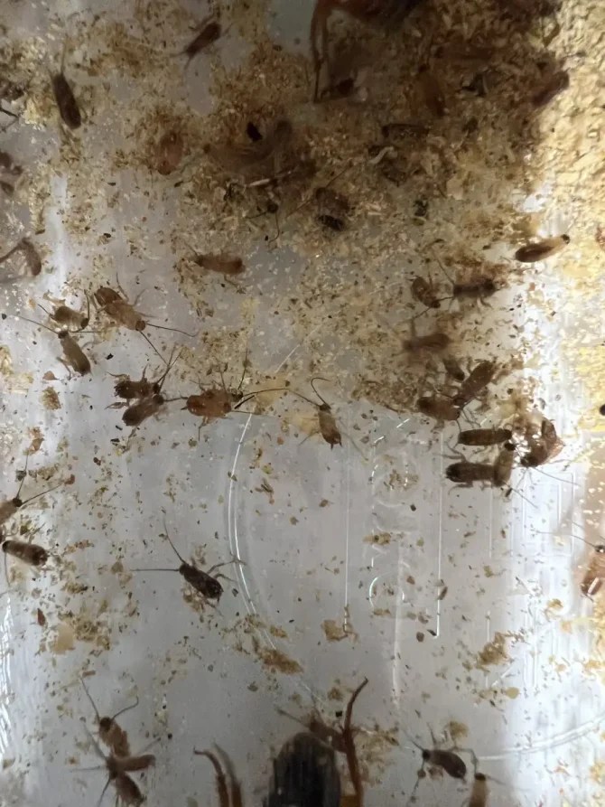 Red Runner Roaches ReadThePlanMan's