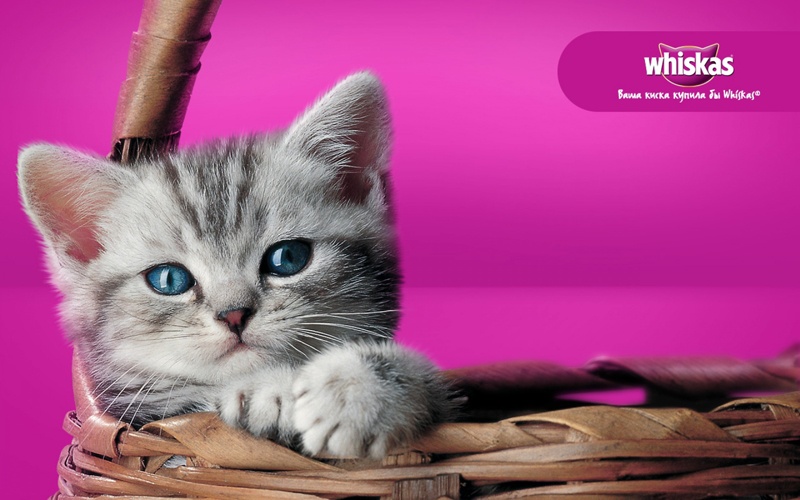 Tierportrait Die Britische Kurzhaar Katze ReadTheTrieb
