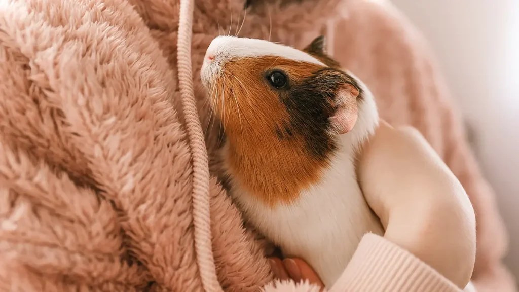 Meet the UK’s Most Affectionate Pet