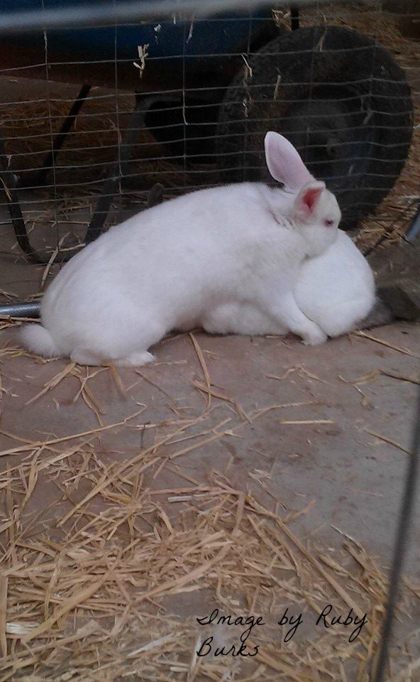 Sustainable Farming Expert Advice for Breeding Rabbits Ready