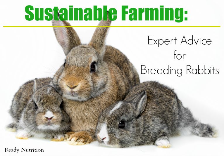 Sustainable Farming Expert Advice for Breeding Rabbits Ready Nutrition