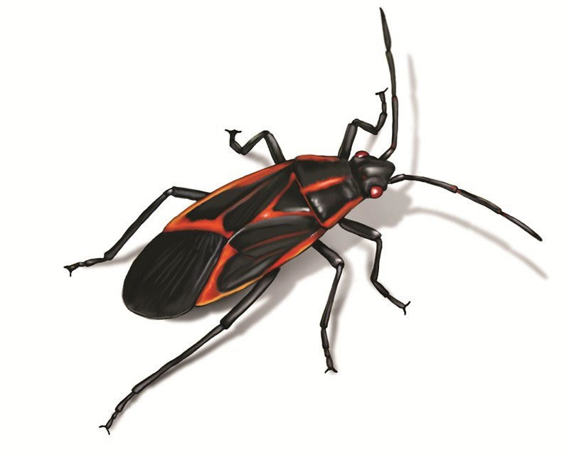Boxelder Bug Control Insect Removal Exterminator