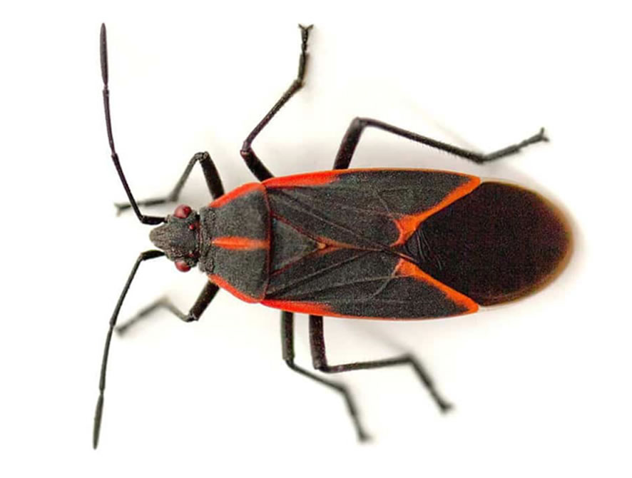 Boxelder Bug Control Insect Removal Exterminator
