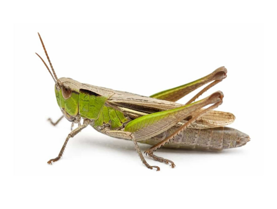Cricket Control Cricket Extermination Services Insect Removal
