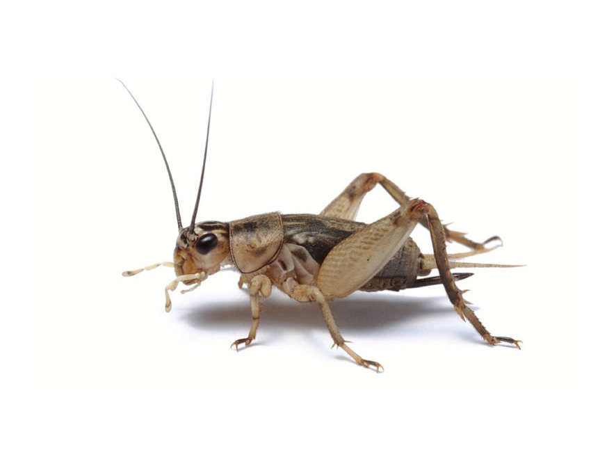 Cricket Control Cricket Extermination Services Insect Removal