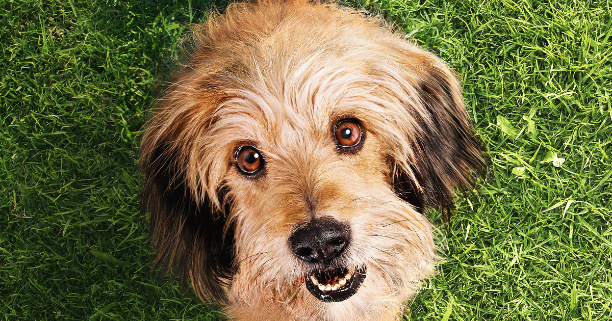 Review Benji (2018) A Stray Mutt That Can Do Anything Except Fly