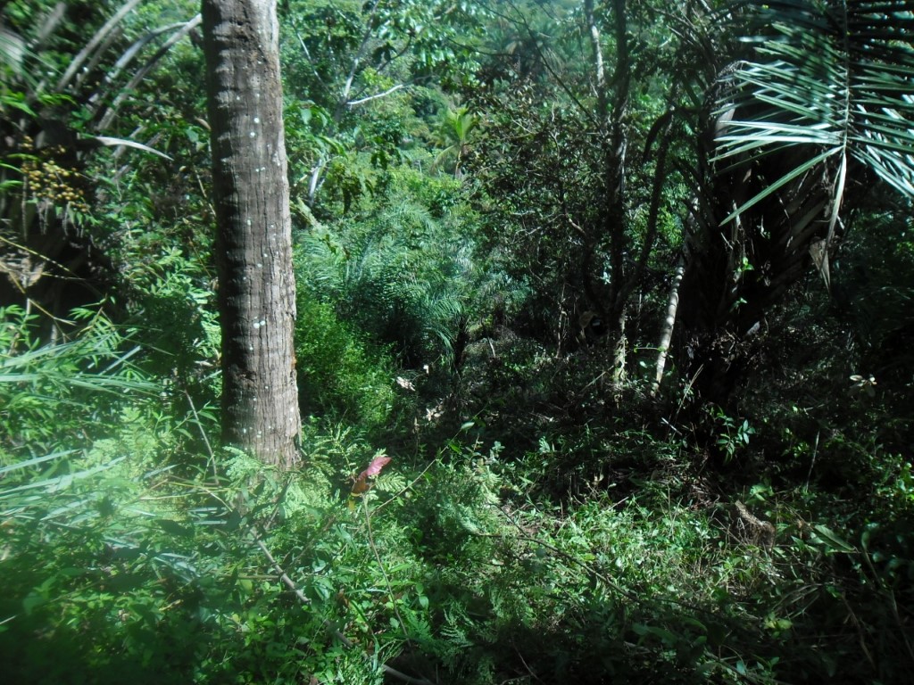 Real Estate Monte Gordo landplot, 10 ha, made of 6 smaller lots