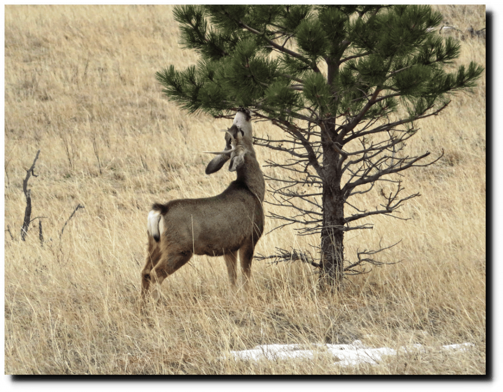Ever Eat A Pine Tree? Real Climate Science