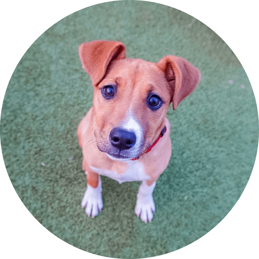 Dog Training Classes Columbus Ohio Reale Dog Training