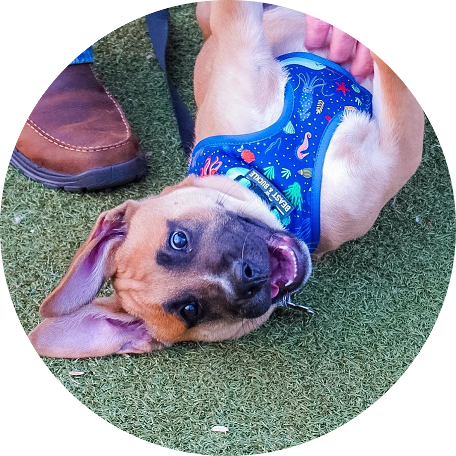 Dog Training Classes Columbus Ohio Reale Dog Training