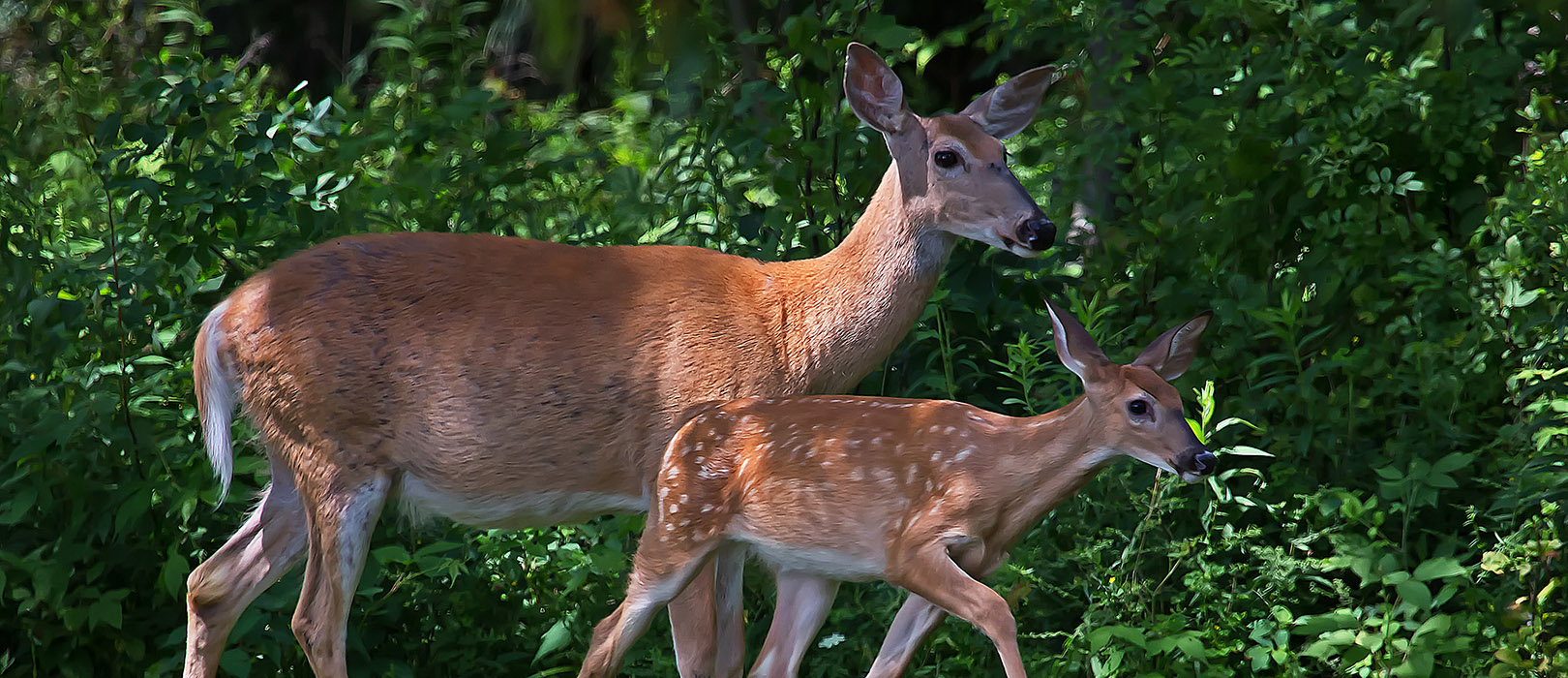 Sayles Real Estate Homes for Sale in Michigan's Upper Peninsula