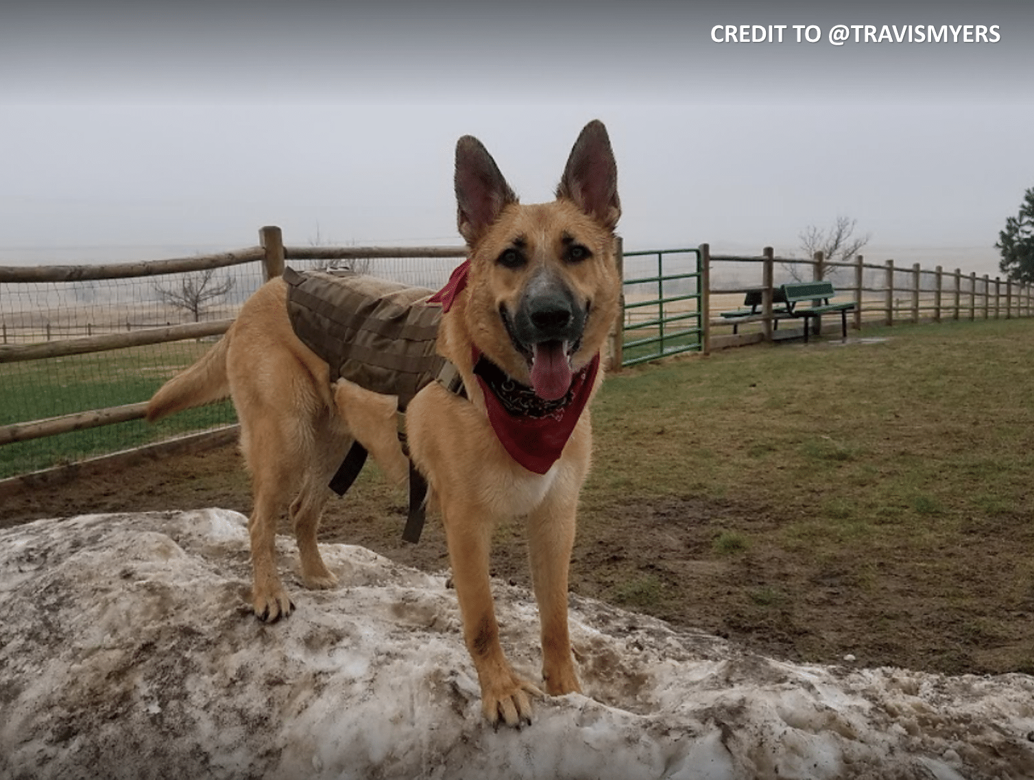 Dog Parks in Parker Colorado