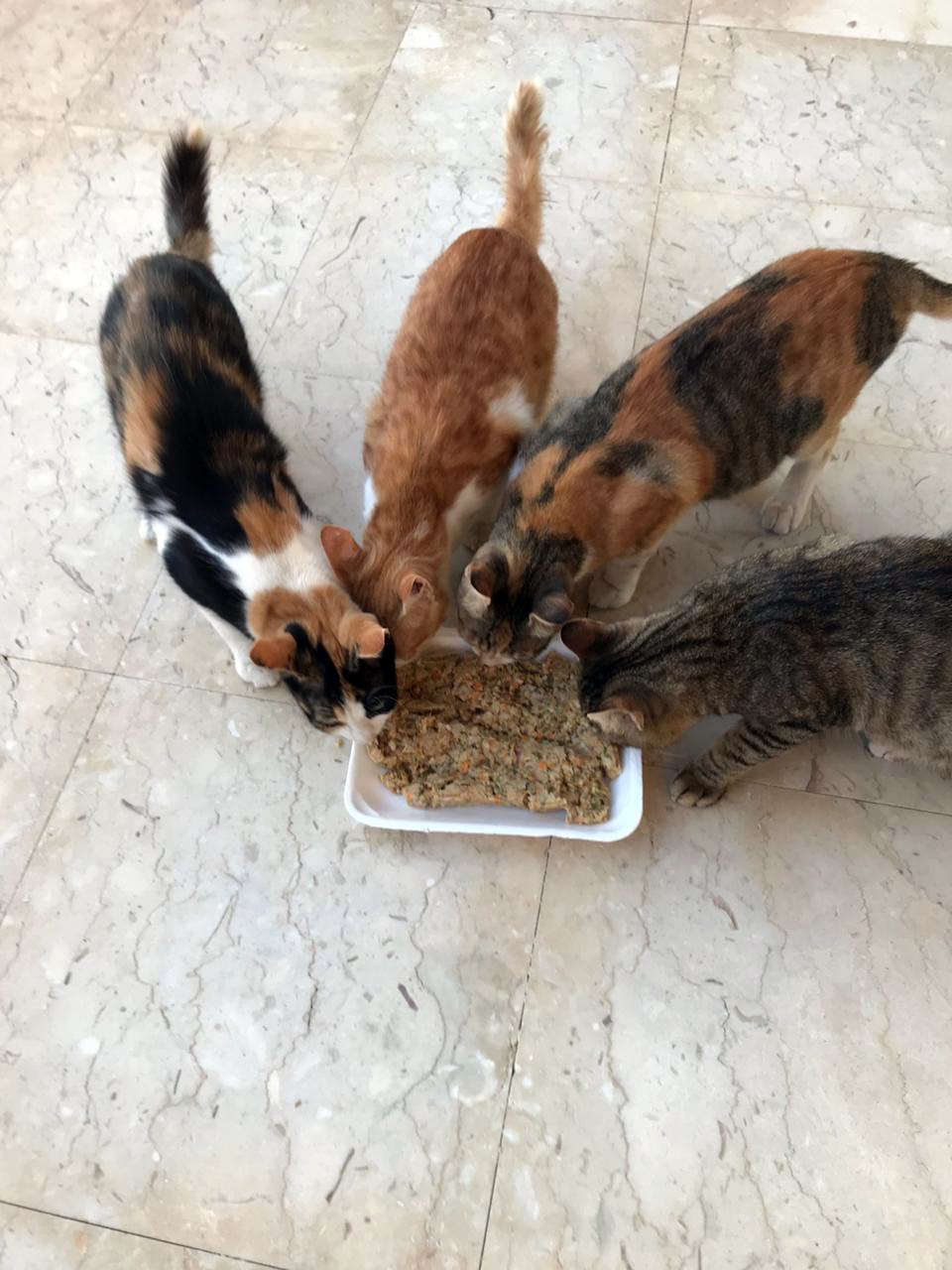 Real Food Pets Real & Fresh Foods for Pets