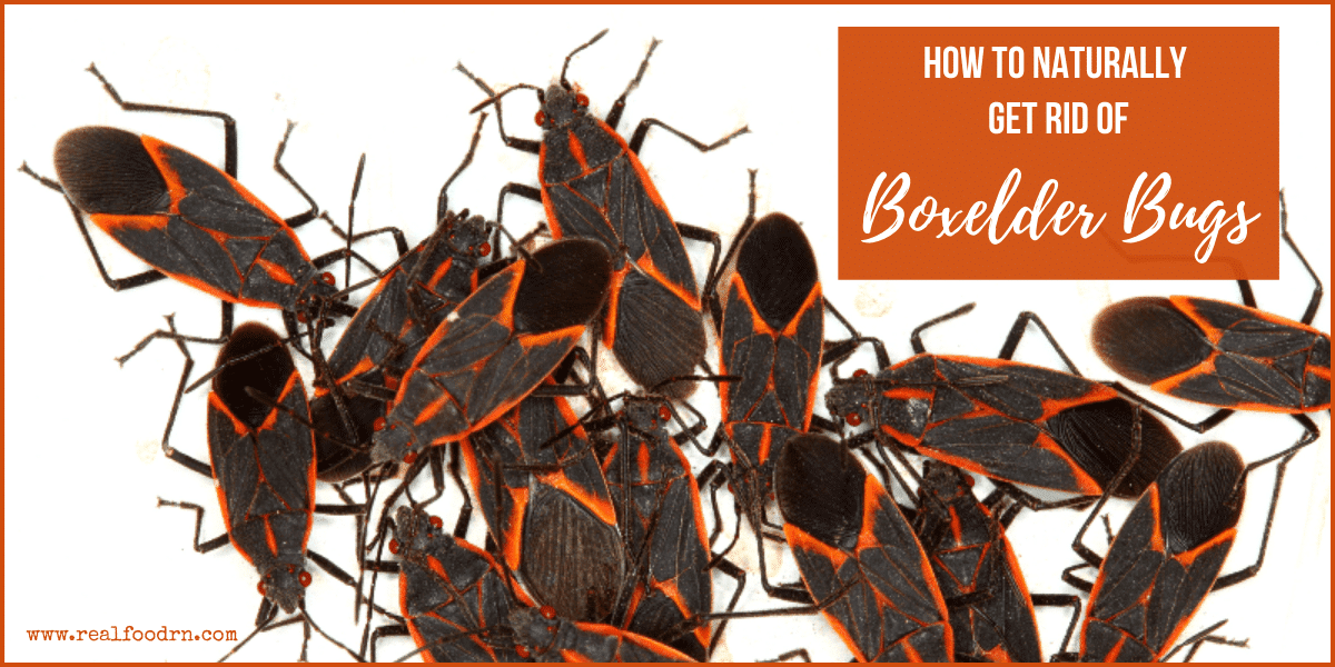 How to Naturally Get Rid of Boxelder Bugs Real Food RN